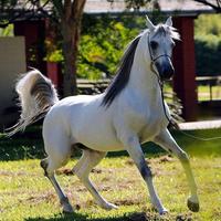 Great Horse Champion Race تصوير الشاشة 3