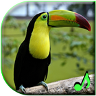 Bird Sounds Free Ringtones आइकन