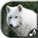 Wolf Sounds-APK