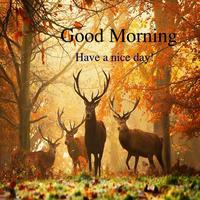Good Morning Wishes / Good Morning /Morning Quotes-poster