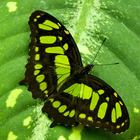 LWP Vert Papillon icône