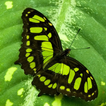 ”green butterfly wallpaper