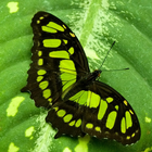 green butterfly wallpaper icon