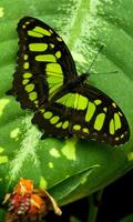 LWP Vert Papillon Affiche
