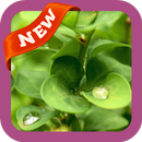 Green Wallpaper APK