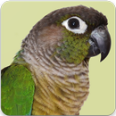 Green Cheeked Conure Parrot Sounds and Singing aplikacja