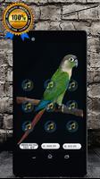 Green Cheeked Conure Parrot Sounds and Singing Affiche
