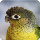 Green Cheeked Conure Sounds : Cheek Conure Singing APK
