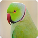 Parrot Sounds : Indian Ringneck Parakeet Sound APK