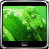 GREEN SNAKE WALLPAPER icône