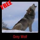 Grey Wolf APK