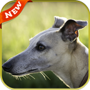 Greyhound Wallpaper APK