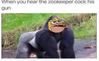 Memes of Harambe تصوير الشاشة 1