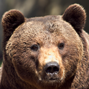 APK grizzly bear wallpapers