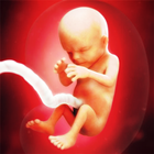 Evolution Grossesse иконка
