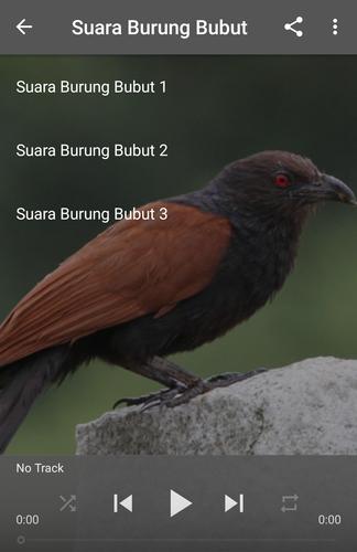 Download Suara Burung Dudut Betina : Suara Burung Bubut Fur Android Apk Herunterladen