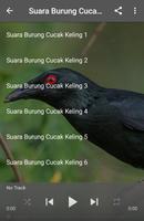 Suara Burung Cucak Keling ภาพหน้าจอ 1