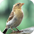 Suara Burung Gereja