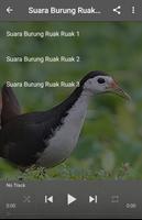 Suara Burung Ruak Ruak Plakat