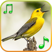 Birds Sounds Ringtones