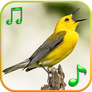 Birds Sounds Ringtones APK