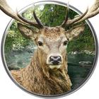 Animal Hunting 3D icono