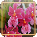 Orchid Jigsaw Puzzles