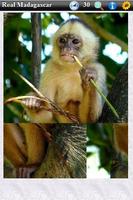 Real Madagascar capture d'écran 1