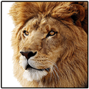Lion: The King of Jungle aplikacja