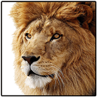 Lion: The King of Jungle Zeichen