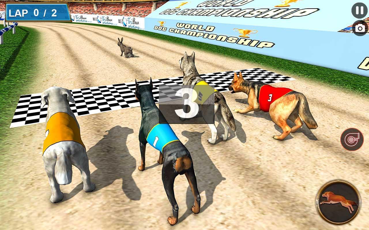 Animal race. Собачьи бега. Собачьи бега игры. Гонки на собаках. Гонки с животными.