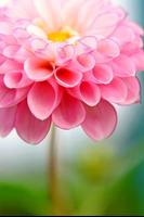 Flower Wallpapers HD 截图 2