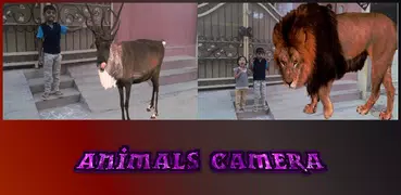 Animals Camera Frames
