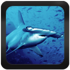 Shark Species: Types of Shark icône
