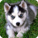 Dear Husky Dog Wallpaper APK