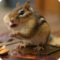 HD Squirrel Wallpaper