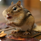 HD Squirrel Wallpaper icône