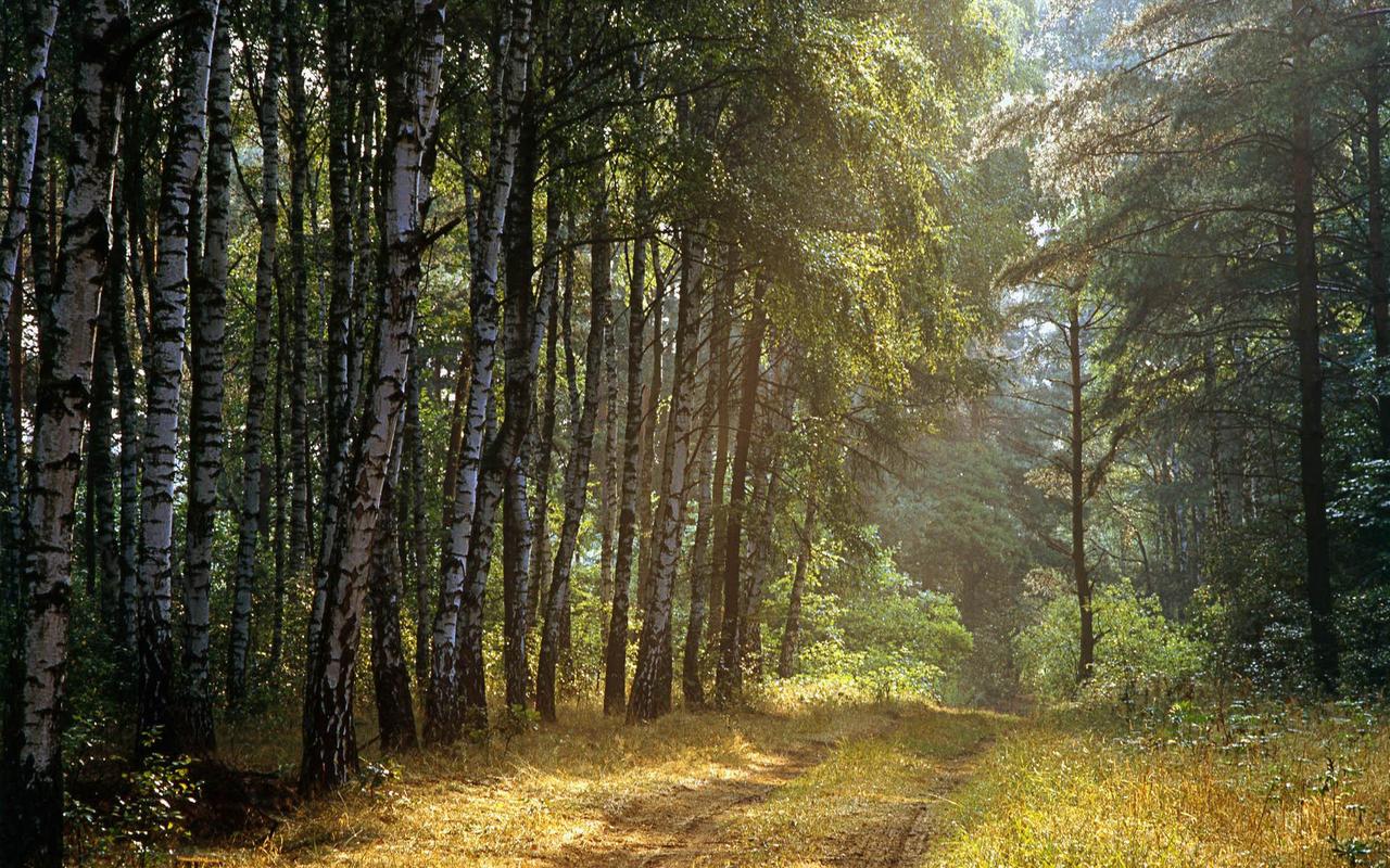 Majestic Forest Wallpaper for Android APK Download