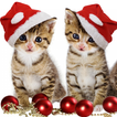 Pet Christmas Wallpaper HD