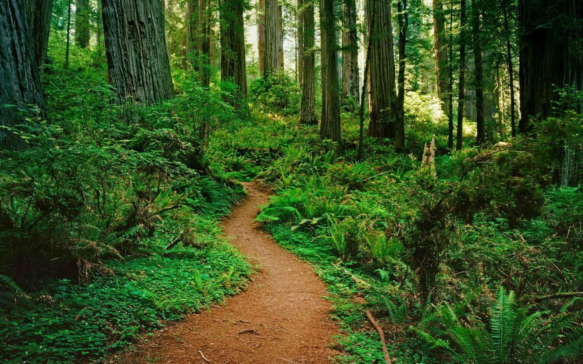 Forest clearing. Лесные тропы Шварцвальд. Национальный парк Редвуд. Шварцвальд тропа. Широколиственный лес тропа.