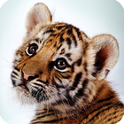 Wild Animals Cub Wallpapers ikon