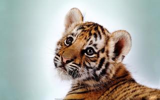 Wild Animals Cub Wallpapers poster