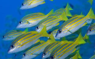 Tropical Fish Wallpaper Affiche