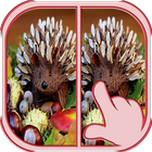 Find Differences icon