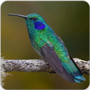 Hummingbird Sounds : Hummingbird Singing APK