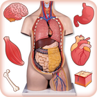 Human Anatomy Body Parts Guide アイコン