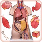 Human Anatomy Body Parts Guide icon