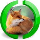 Cute Fox Cubs Playing Live WP APK