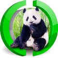 Lovely Lazy Panda Live WP