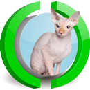 Sphynx Cat Live Wallpaper APK